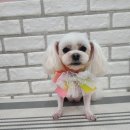 삐삐 펫살롱 이미지