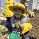 텃밭활동🌽옥수수.감자심기를 했어요 이미지