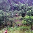 사슴자연방목장 이미지