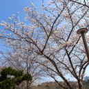 영랑호 카누경기장 | 속초 여행 영랑호수윗길 벚꽃 축제 실시간