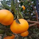 한밭농장 이미지