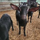 아도농장 이미지