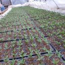 삼성농약사 이미지