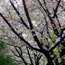 4월13일(수) 제천 청풍호 벚꽃~케이블카 사진입니다. 이미지