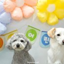 주견야독 이미지