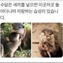 댕댕이냥냥 네이버블로그
