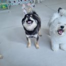 슬기로운 댕댕 유치원 이미지