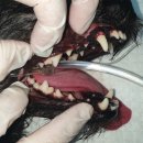 광주동물병원 이미지