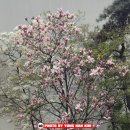 광성당구장 이미지