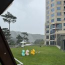 반려견동반호텔, 휘닉스파크 30주년 기념! 펫스티벌 댕댕이 챔피언십 다녀왔습니다🐶(+20kg 셰틀랜드 쉽독