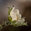 아침이슬 이미지