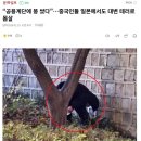 “공용계단에 똥 쌌다”…중국인들 일본에서도 대변 테러로 몸살 이미지