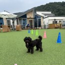 체리몽애견풀빌라 | 가평 애견펜션 체리몽 애견풀빌라 내돈내산 후기