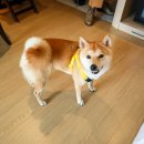 런닝 도그(running dog) | #7 캐나다 MBA 학생비자 승인되었어요 + 출국/자가격리 준비
