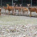 대지사슴농장 이미지