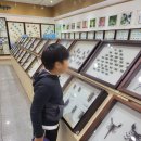 해오름전시실 | 여수 해오름전시실 곤충박물관