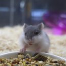 털뭉치즈 이미지