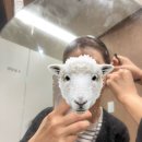 헤어라인,눈썹 레이저제모 1개월후기 (ft. 써밋의원/가격)