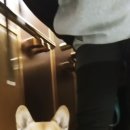 송담동물병원 네이버블로그
