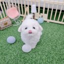 멍토피아 이미지