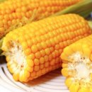 옥수수 동물병원 이미지