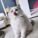 신비돌스 랙돌 캐터리 | 신비돌스/고양이날다 랙돌캐터리 분양공고