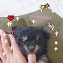 소문켄넬 이미지