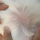 보보펫 | 강아지 피부병 샴푸 추천, 겨울철 건조한 피부, 보보닥터 샴푸로 케어하자!