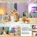 골든스웨터 캐터리 이미지