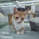 도도한 펫츠 이미지