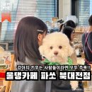 대전 유성구 | 대전 주말에 강아지랑 가기 좋은 대형 애견카페, 울댕카페 파쏘 북대전점