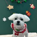 꼬망이펫샵 이미지