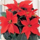 인디언짐 이미지