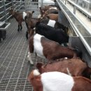 건초사료 이미지