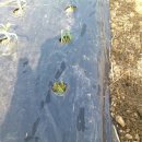 마늘 주아 재배-2013.10월~2014.6월 이미지
