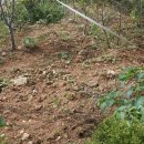 열무농장 이미지