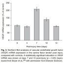 The Roles of Growth Factors in Tendon and Ligament Healing - 읽어보자 이미지