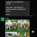 모모댕댕 이미지