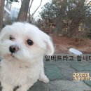 이 녀석 (배경음악은 ben) 이미지