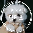 베스트 브리더 개구쟁이 하우스 | 말티즈 분양 후기 브리더 분양했어요