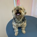 도그노크 이미지