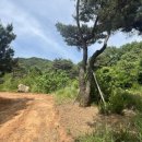 여주-0773 Daum카페