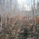 자작나무이야기 이미지