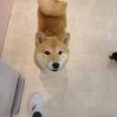 퍼피엔젤스 이미지