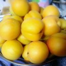 살구꽃핀마을은 이미지