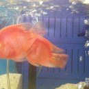 홈플러스 동수원점 수족관 이미지