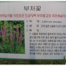 노을공원(틈뫼1호공원) 게이트볼장 | [20090630]도보-낙성대역→까치산→현충원→한강→안양천→구일역 3부