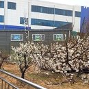 사덕시장 이미지