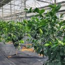 종대농장 이미지