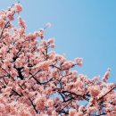 러브 블라썸